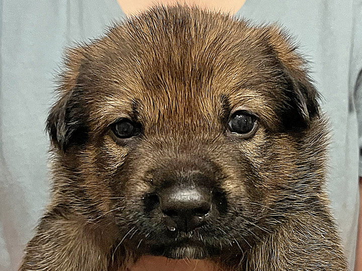 chinook puppy